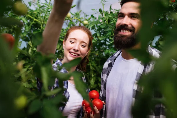 Casal de agricultores que trabalham em estufa — Fotografia de Stock