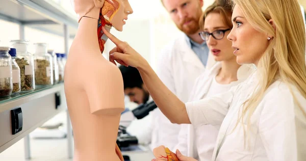 Estudantes de medicina examinando modelo anatômico — Fotografia de Stock