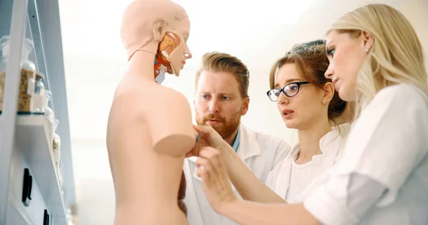Birlikte anatomik model inceleyerek tıp — Stok fotoğraf
