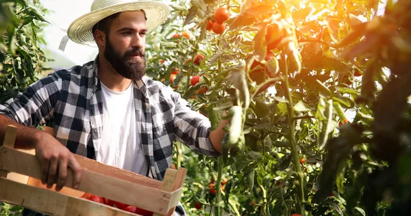 Agricultor masculino colhendo tomates frescos — Fotografia de Stock