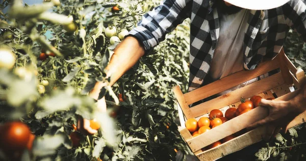 男性农民采摘新鲜的西红柿 — 图库照片