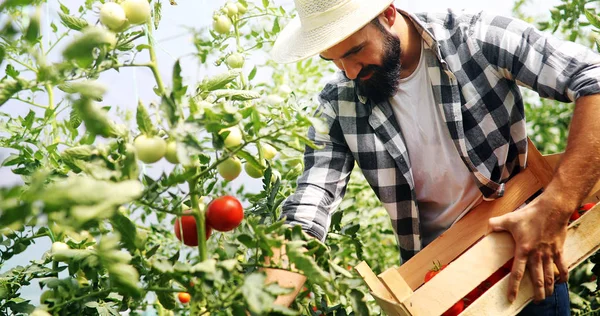 Мужчина собирает свежие помидоры — стоковое фото