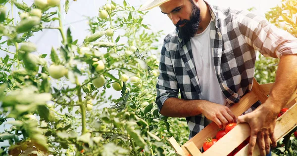 Γεωργός αρσενικό picking φρέσκες ντομάτες — Φωτογραφία Αρχείου
