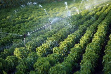 Sulama sistemi fonksiyonu