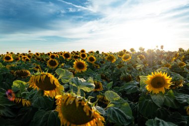 güzel ayçiçekleri alanı