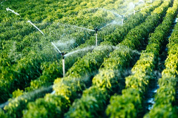 Sistema de irrigação em funcionamento — Fotografia de Stock