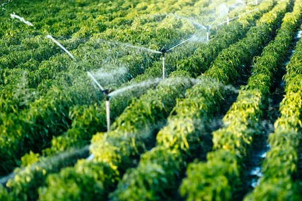 Irrigation system in function — Stock Photo, Image