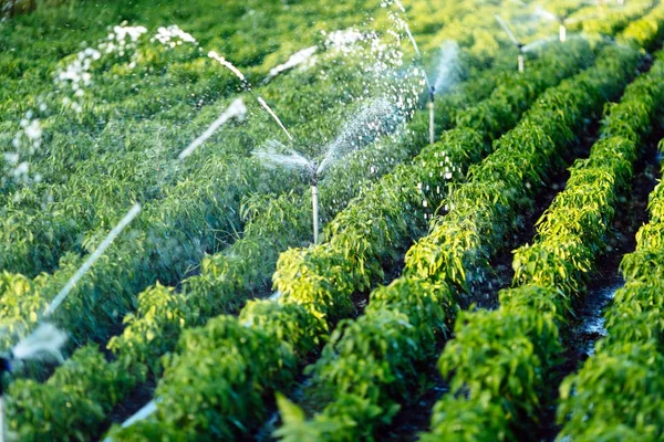 Irrigatiesysteem in functie — Stockfoto