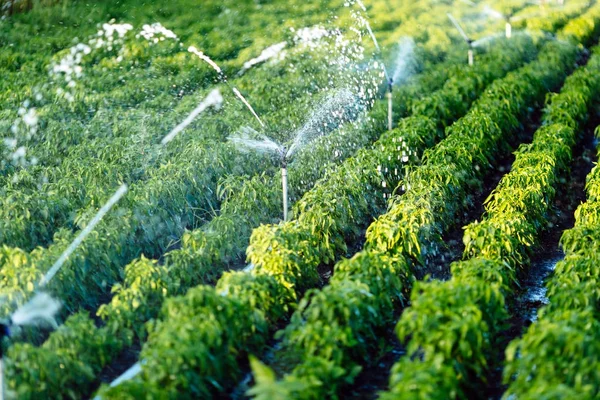 Irrigation system in function — Stock Photo, Image