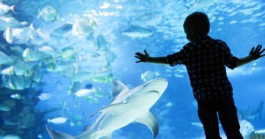 oceanarium içinde yüzme balık Balık izlerken çocuk
