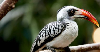 sarı güneş ağacı üzerinde oturan Kartallar faturalandırılır