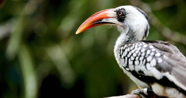 sarı güneş ağacı üzerinde oturan Kartallar faturalandırılır