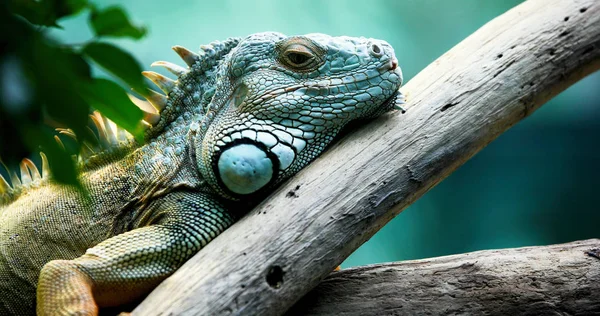 Gros Plan Belle Iguana Verte Sur Branche — Photo