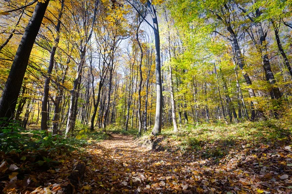 秋の美しいカラフルな森の小道 — ストック写真