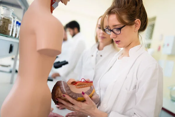 Estudantes de medicina examinando modelo anatômico — Fotografia de Stock