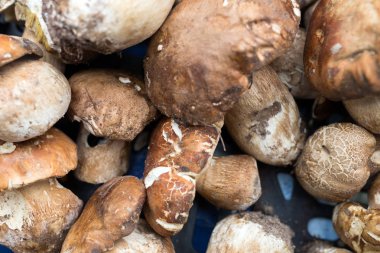 Orman mantar çörek resmi oluşturan kapatın