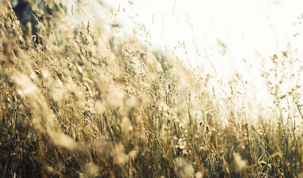 Portrait Beautiful Green Wild Meadow Sunlight — Stock Photo, Image