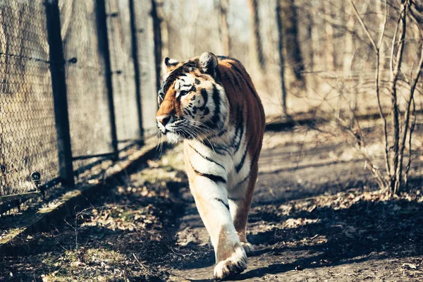 Büyük Güçlü Kaplan Ormanda Yürüyüş Portresi — Stok fotoğraf