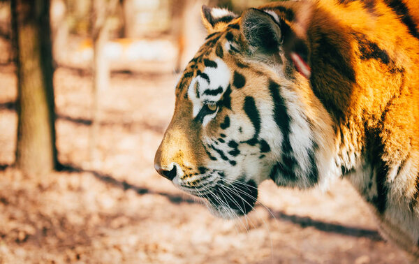 Portrait of big strong tiger walking in forest