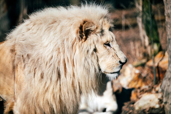 Portrait of big white lion walking towards camera