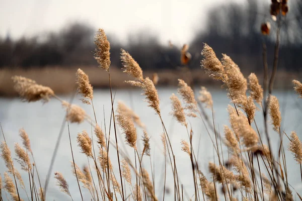 Picture Nature Plants Front Blue Lake — Stock Photo, Image