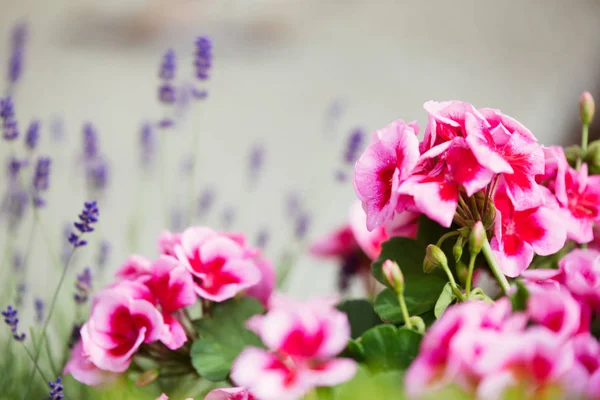 Geranium Växt Med Vackra Rosa Blommor Bakgrund — Stockfoto