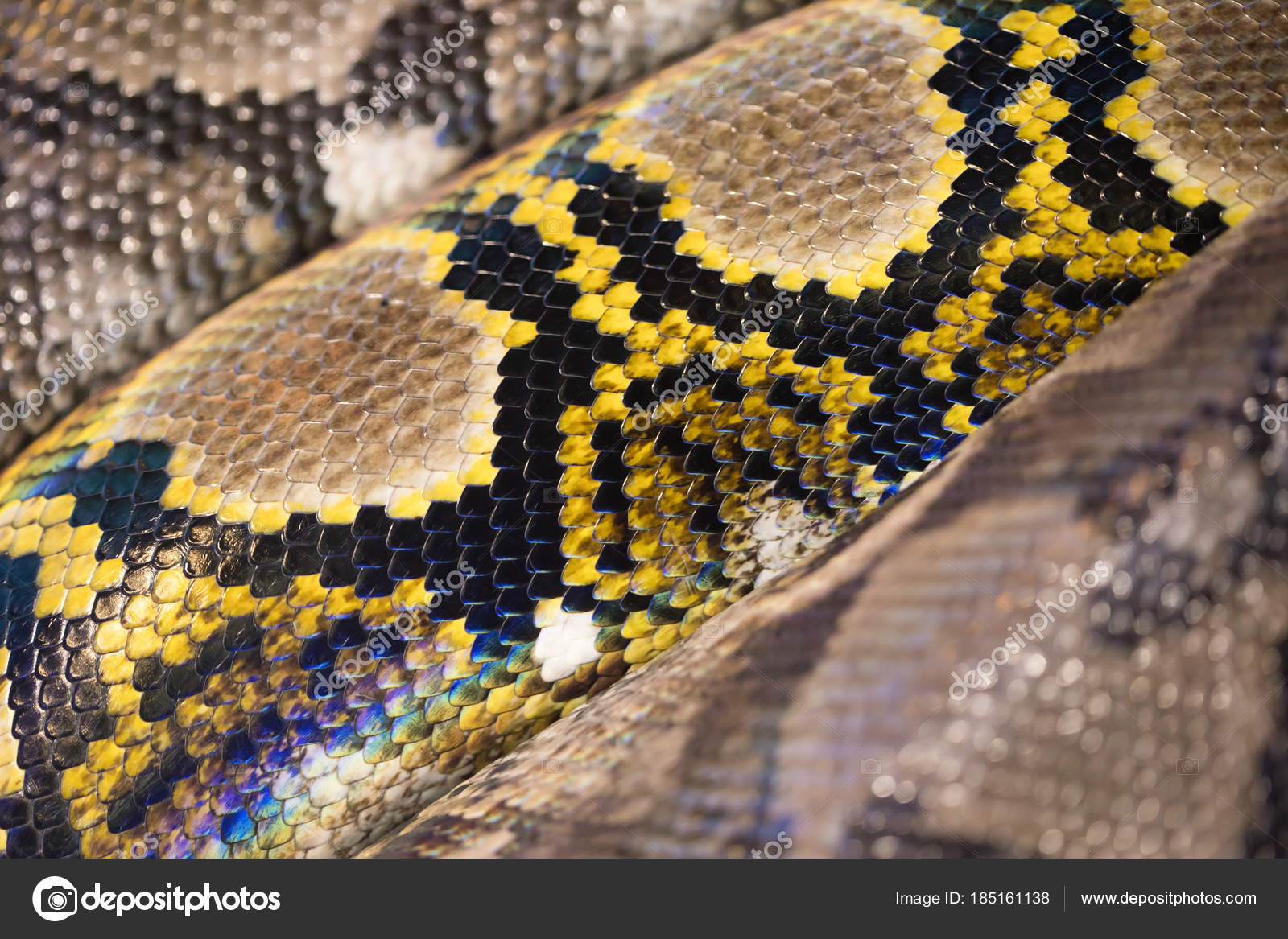 Stockfotos Snake Scales Bilder Stockfotografie Snake Scales Lizenzfreie Fotos Seite 3 Depositphotos