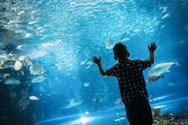 Ciddi çocuk ile ocenarium, tropikal balık akvaryum arıyorsunuz