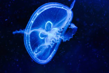 Okyanusta yüzen güzel mavi denizanası fotoğrafı yakın çekim