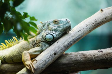 Green iguana climbing on a branch in the lush greenery, close-up clipart