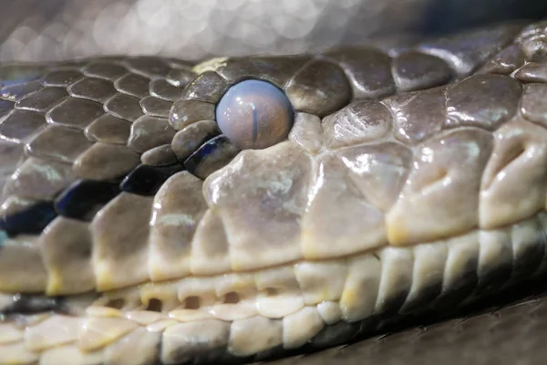 Hermosa Python Reticulado Descansando Una Rama —  Fotos de Stock