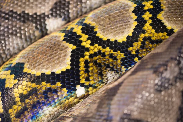 Amarillo Marrón Negro Serpiente Hermosa Textura —  Fotos de Stock