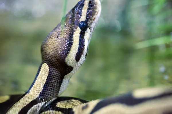 危険な育ったパイソン蛇のクローズ アップ画像 — ストック写真