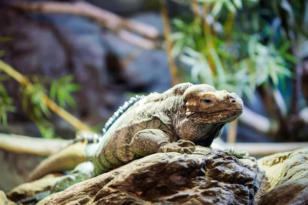 Una Iguana Verde Pie Sobre Una Rama — Foto de Stock