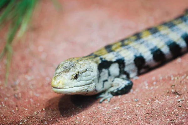 Primer Plano Lagarto Lagarto Pequeño Primer Plano Lagarto Macro Fotografía —  Fotos de Stock