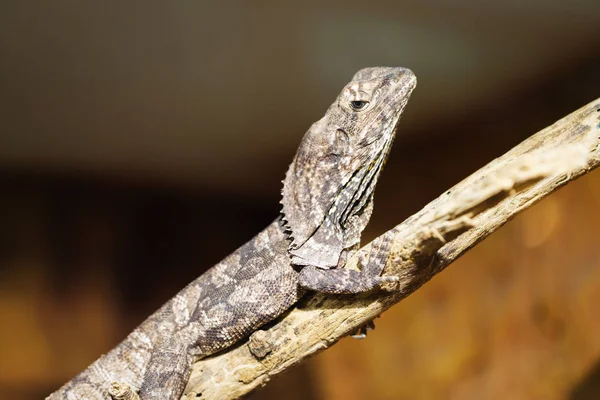 Leguan Reptile Sitting Rock Sunny Day Waiting — Stock Photo, Image