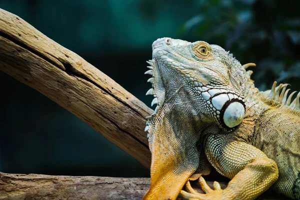 Una Iguana Verde Pie Sobre Una Rama — Foto de Stock