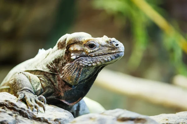 Легуанские Рептилии Сидят Камне Солнечный День Ждут — стоковое фото