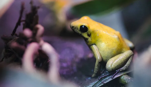 毒カエル 毒投げ矢のカエル Terribilis 熱帯雨林から危険な動物 明るい黄色とオレンジ色で有毒な両生類 — ストック写真