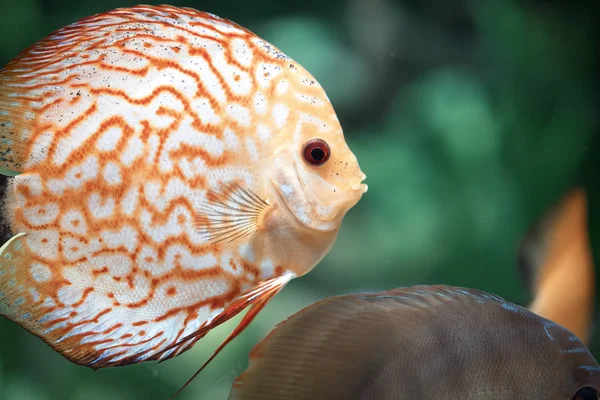 Holubí Krve Discus Ryby Krásné Oranžové Symphysodon — Stock fotografie