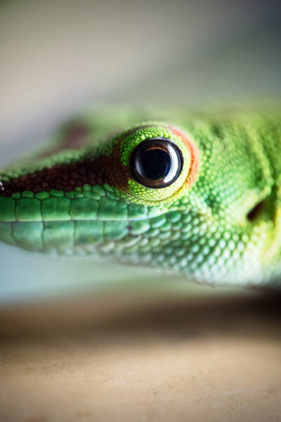 Close Beautiful Green Lizard Eye Stock Photo