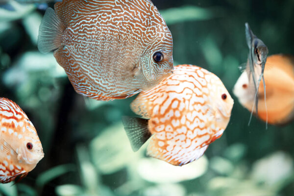 Colorful Discus Symphysodon Aequifasciatus Discus Some Most Beautiful Tropical Fish Stock Photo