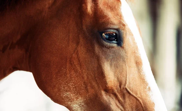 Imagem Belo Cavalo Marrom Com Cabeça Isolada — Fotografia de Stock