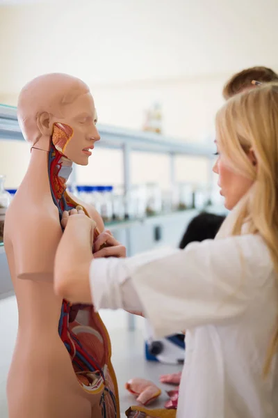 Jovens Estudantes Medicina Examinando Juntos Modelo Anatômico Sala Aula — Fotografia de Stock