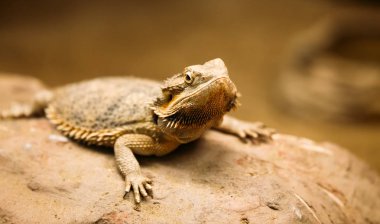 Küçük düz kuyruklu çöl boynuzlu kayada istirahat lizard resmini