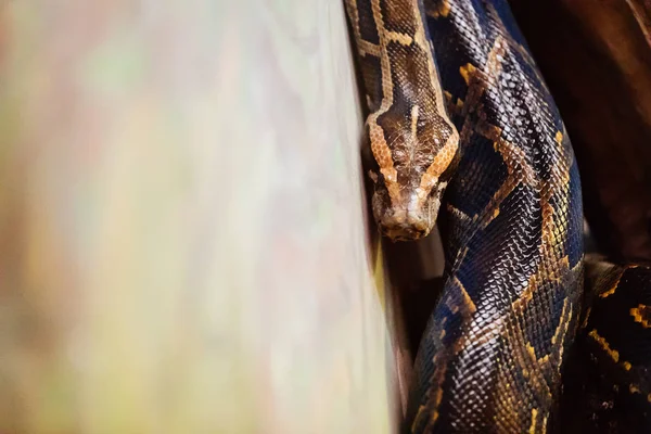 Imagen Cerca Peligrosa Serpiente Python Adulta —  Fotos de Stock