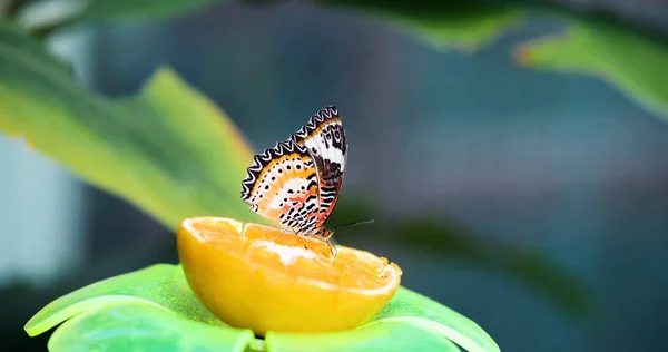 Imagen Hermosa Mariposa Colorida Que Está Pacíficamente Limón — Foto de Stock
