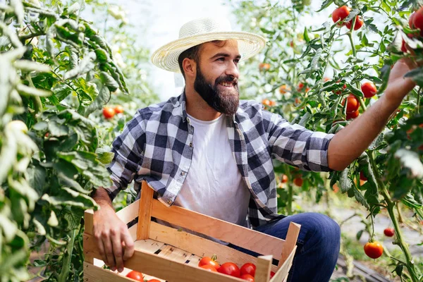 Masculino Bonito Agricultor Escolher Fresco Tomates Partir Seu Hothouse Jardim — Fotografia de Stock