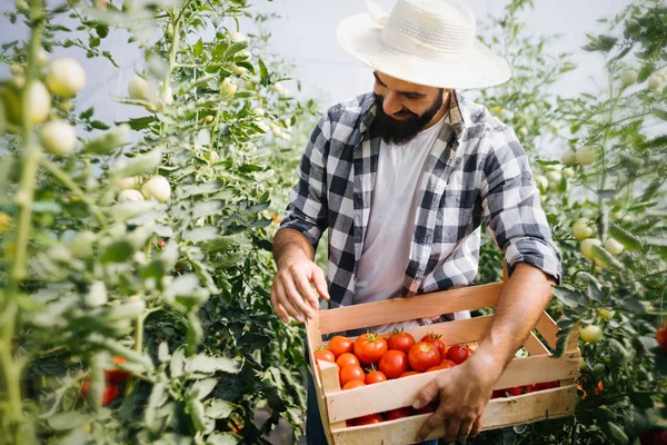 Mężczyzna Przystojny Rolnik Zbieranie Świeżych Pomidorów Jego Oranżeria Ogrodu — Zdjęcie stockowe