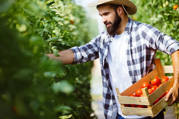 Mannelijke Knappe Boer Verse Tomaten Plukken Uit Zijn Hothouse Tuin — Stockfoto